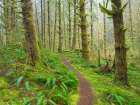 Washington State, Cascades. Mount Baker Snoqualmie NF, Forest trail with moss and fern understory Art Print